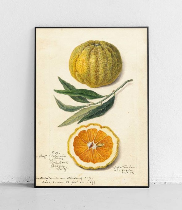 Pomarańcza 4 - plakat 