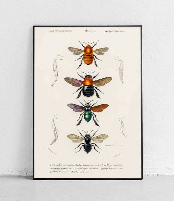 Pszczoły - plakat 