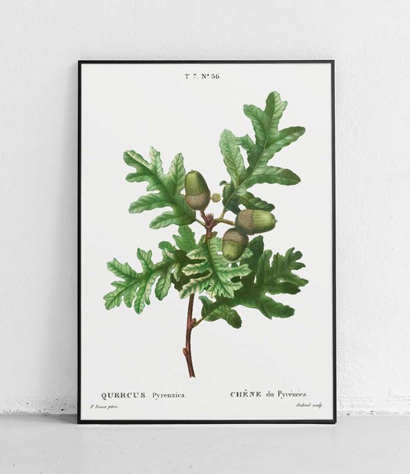 Quercus pyrenaica - plakat 