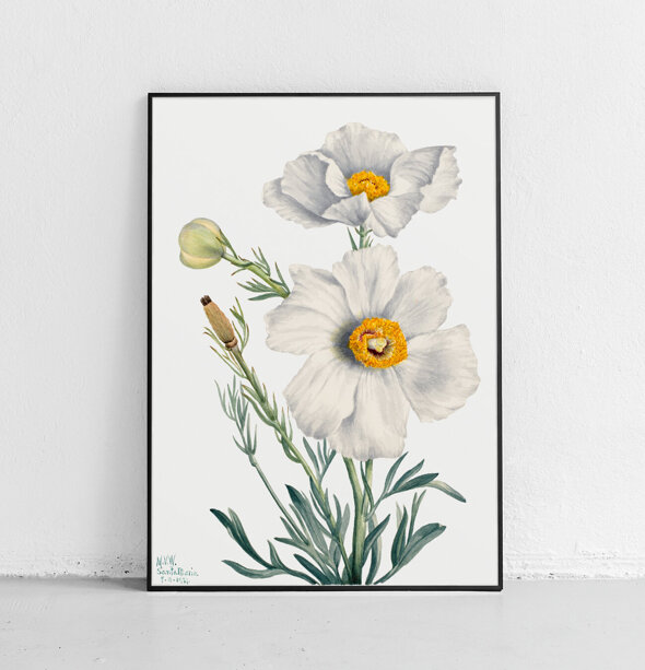 Romneya coulteri - plakat 