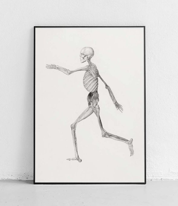 Szkielet widok boczny - plakat 
