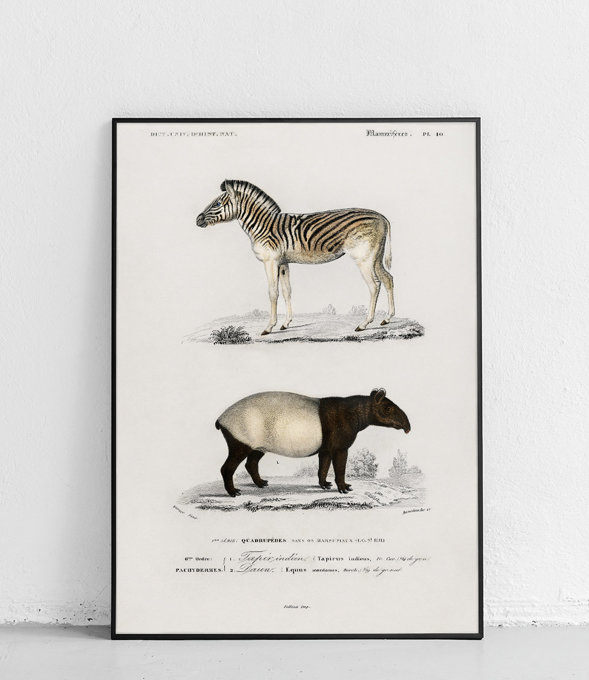 Tapir czaprakowy i Zebra górska - plakat