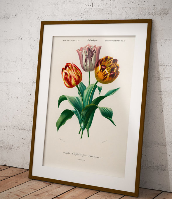 Tulipan ogrodowy - plakat