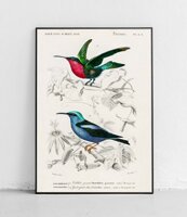 Koliber i Błękitniczek czerwononogi - plakat 