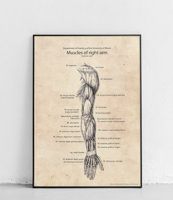 Mięśnie ramienia - widok tylni - plakat