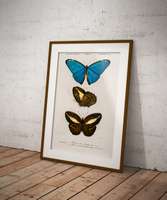 Motyle rusałkowate - plakat 