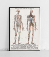 Naczynia krwionośne i układ krążenia - plakat
