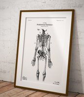 Szkielet ludzki - plakat