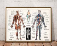 Układ nerwowy i mięśniowy - plakat